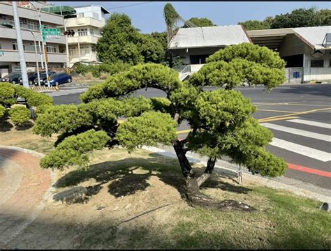 針柏樹風水|針柏園 柏樹風水作用，區內有數千顆樣式齊全、可依。